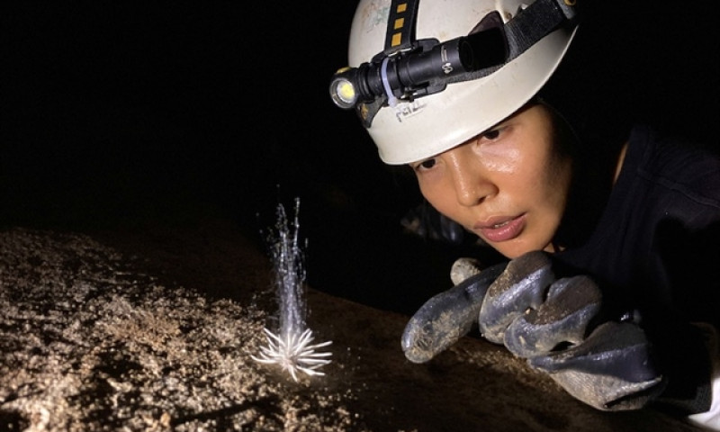 Unseen species found in Phong Nha – Kẻ Bàng National Park