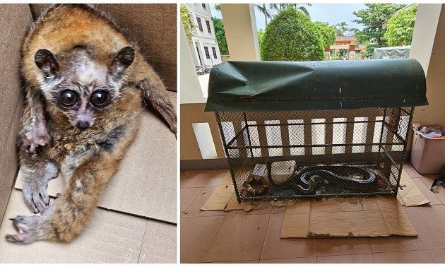 Bắt đối tượng vận chuyển, tàng trữ động vật quý hiếm