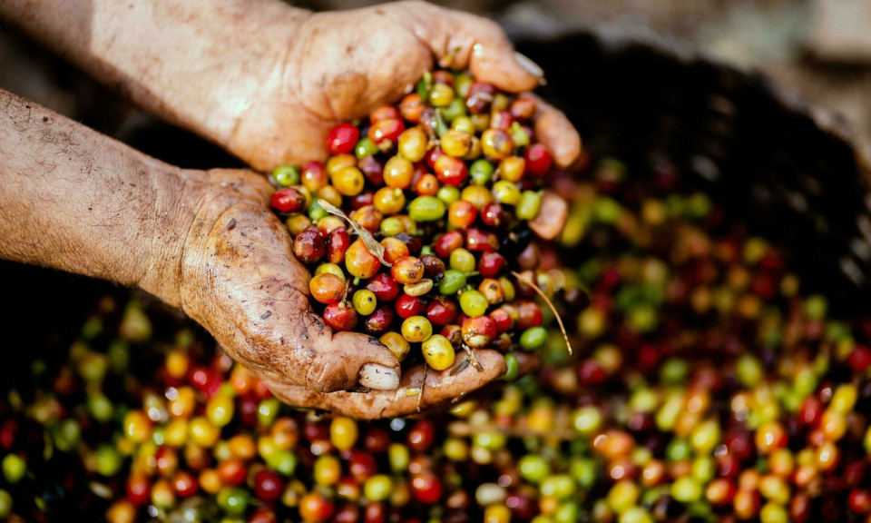 Coffee exports surpass $3B