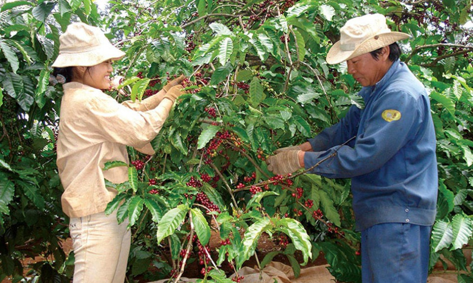 Yếu tố nào tác động đẩy giá cà phê xuất khẩu tăng mạnh?