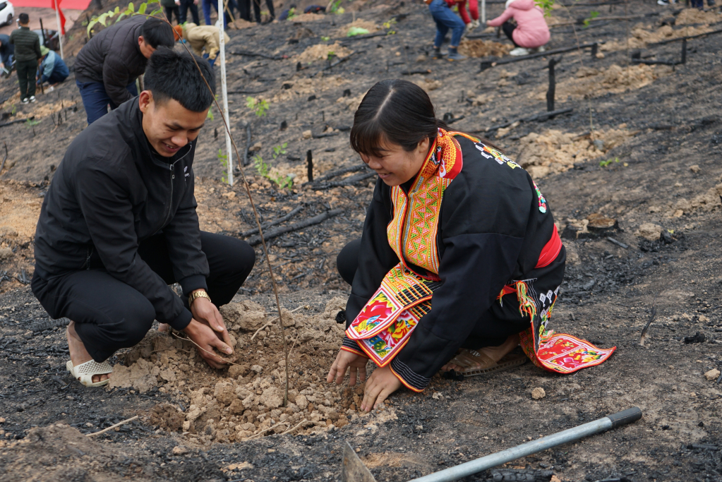Những năm gần đây bà con người Dao ở huyện Ba Chẽ quan tâm hơn đến việc trồng rừng gỗ lớn.