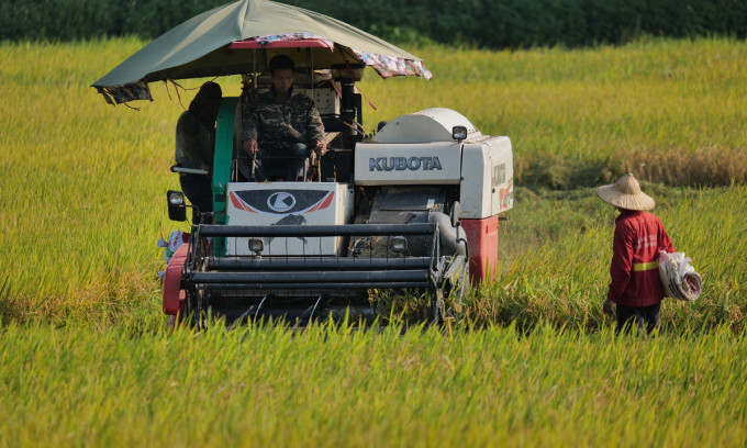 Vietnam earns $3B from rice exports in H1