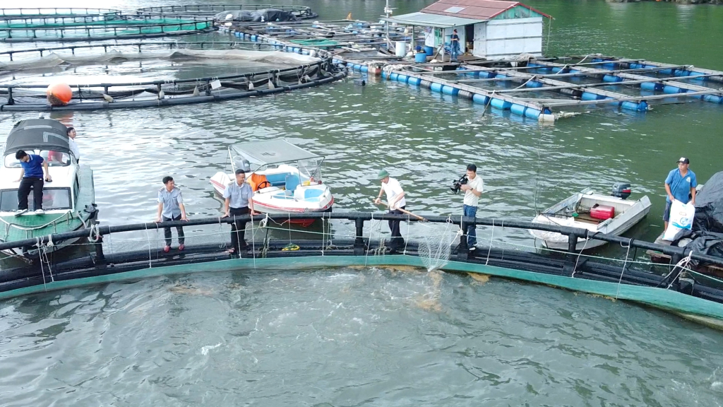 Toàn tỉnh hiện đã có 3500 ô lồng nuôi cá chim vây vàng ở các địa phương ven biển.