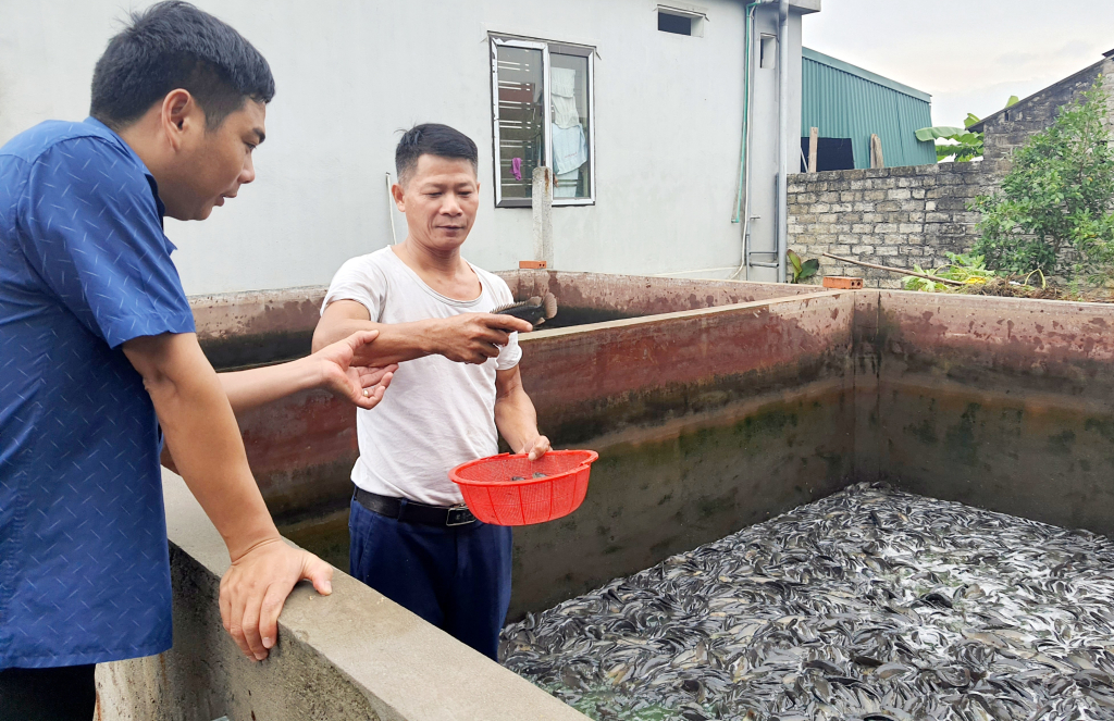 Người dân xã Hồng Thái Tây phát triển mô hình nuôi cá rô đồng trong bể mang lại hiệu qủa kinh tế cao.