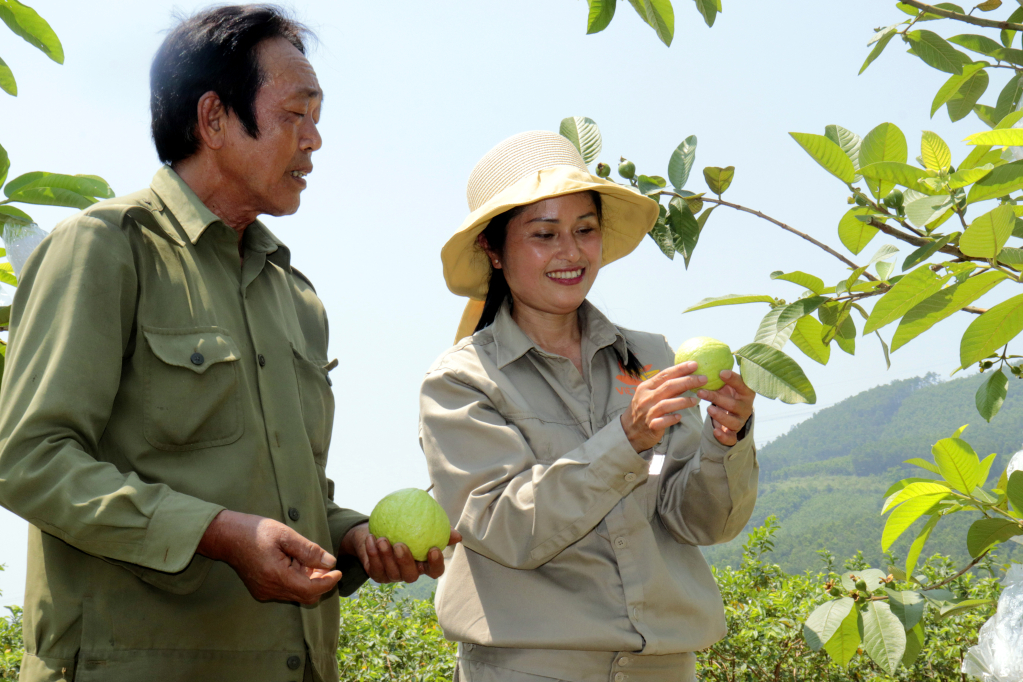 Nông dân Sơn Dương đang giàu lên nhờ quả ổi lê Đài Loan.