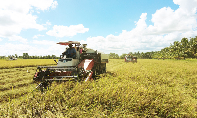 Rice export prices surge in H1