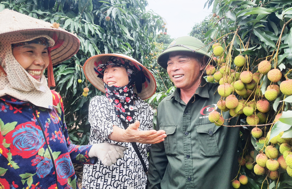 Nông dân Phương Nam (TP Uông Bí) canh tác vải theo chuẩn VietGAP.