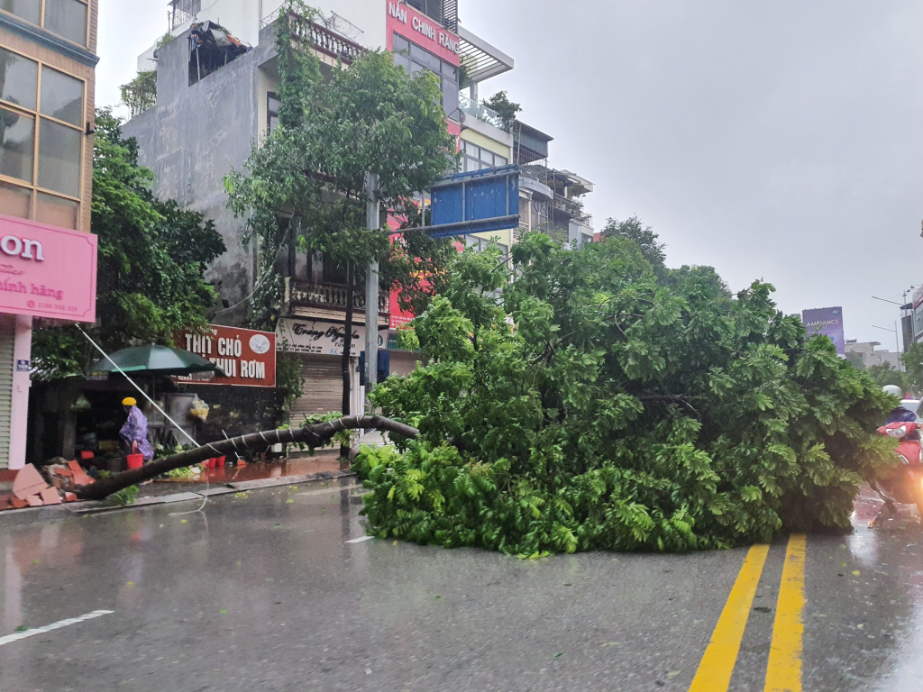 Cây đổ ngã 3 Cứu Hỏa