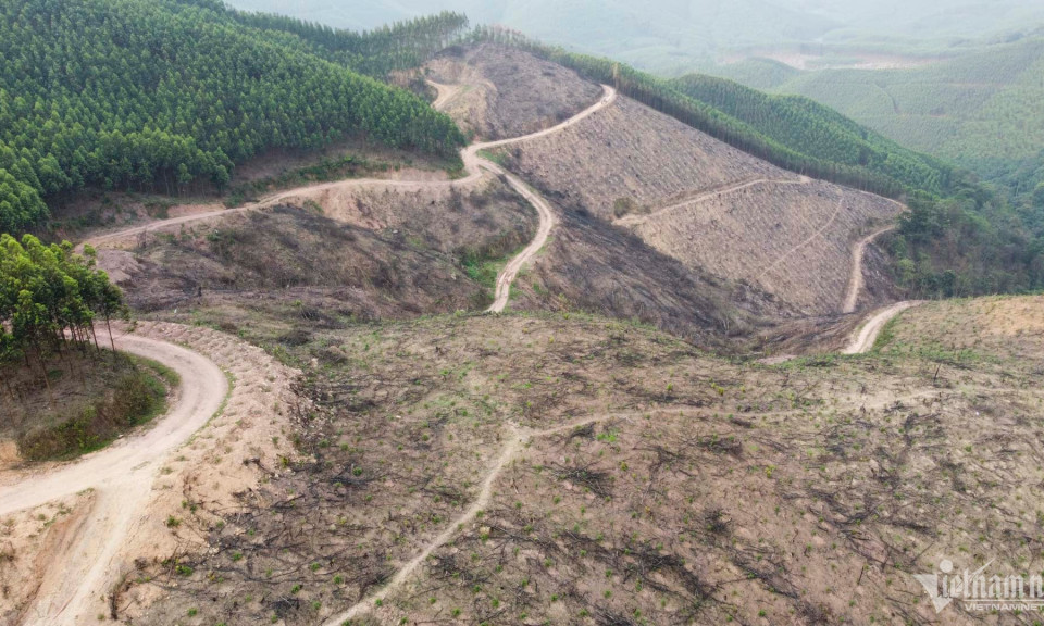 Khởi tố 2 bị can vì hủy hoại rừng tự nhiên ở Bắc Giang