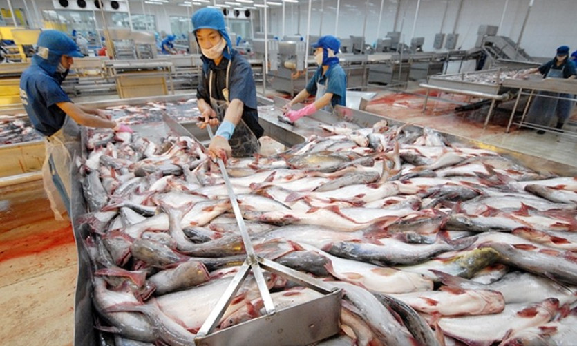 Khối lượng xuất khẩu cá tra 6 tháng cuối năm sẽ tiếp tục tăng