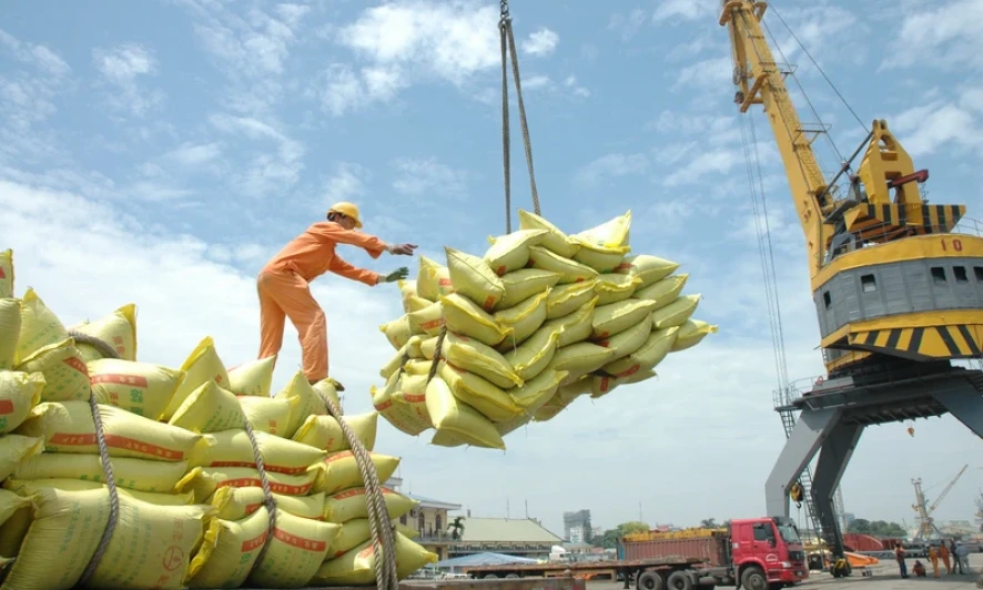 Giá gạo xuất khẩu chạm mốc 1000 USD, xuất khẩu gạo tiếp tục khởi sắc