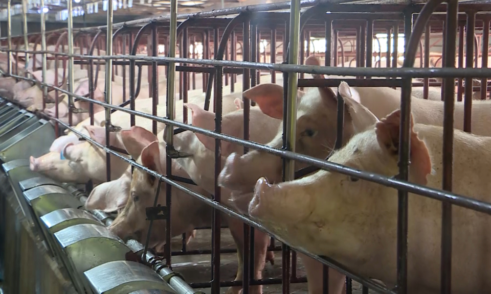 Phát triển chăn nuôi theo hướng tập trung