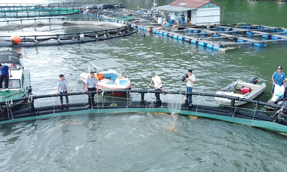 Triển vọng nuôi cá chim vây vàng