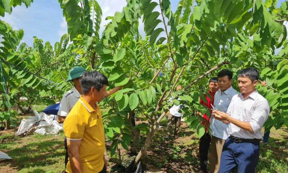 Đào tạo nghề gắn với tạo việc làm cho nông dân