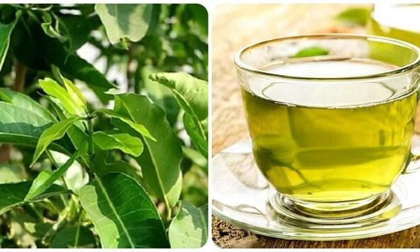 Uống nước vối hàng ngày có tốt cho sức khoẻ?