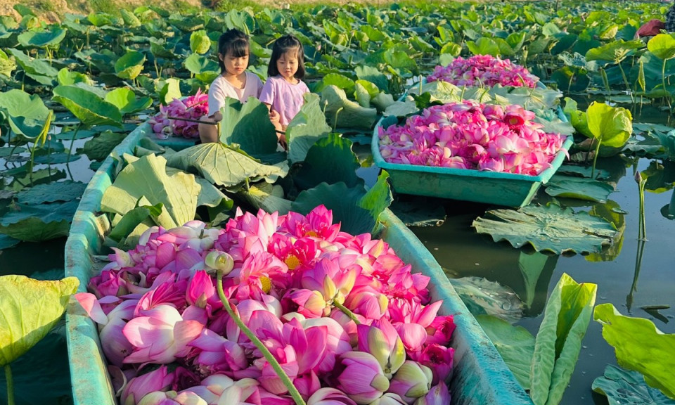 Thanh niên xuống đầm thu hoạch sen tặng người dân