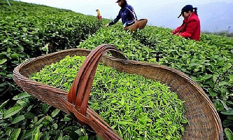 Nửa đầu năm 2024: Xuất khẩu 'vàng xanh' ghi nhận tăng trưởng 2 con số