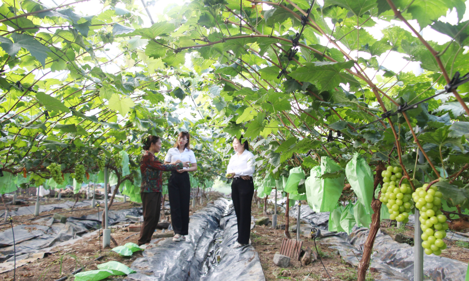 Quảng Yên: Người đầu tiên trồng thành công nho sữa Hàn Quốc tại địa phương