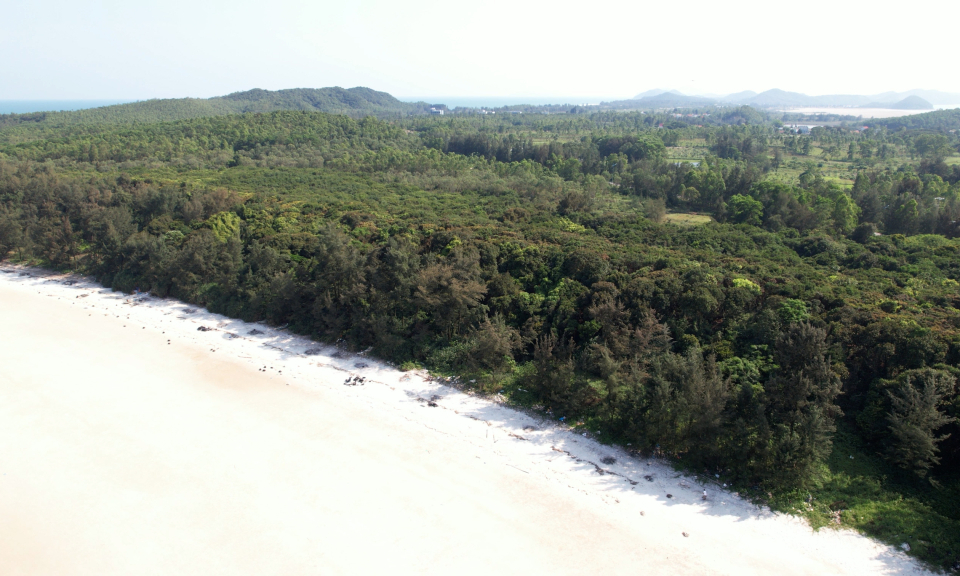 越南广宁省明珠岛上的阎浮树林