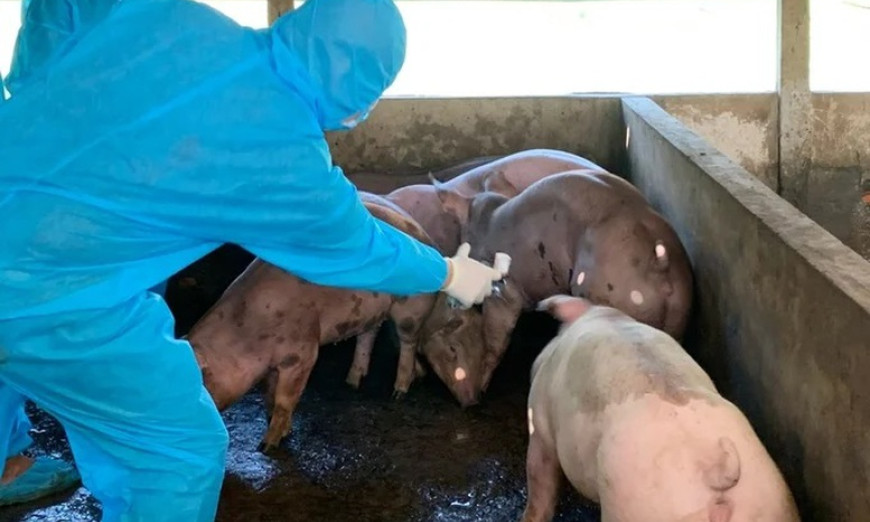 Thủ tướng Chính phủ yêu cầu thực hiện nghiêm các biện pháp phòng, chống bệnh Dịch tả lợn Châu Phi