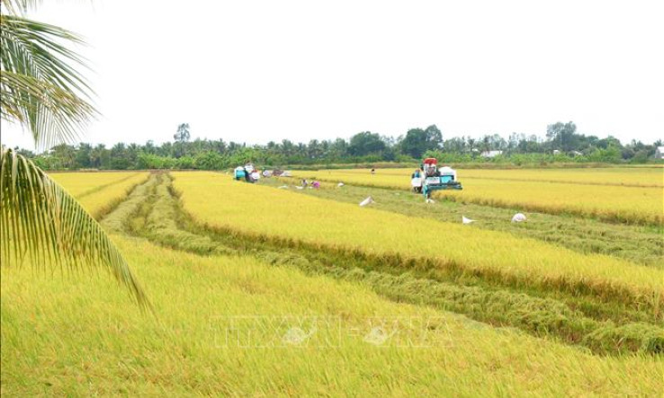 Lúa gạo Việt thành công từ giống tốt