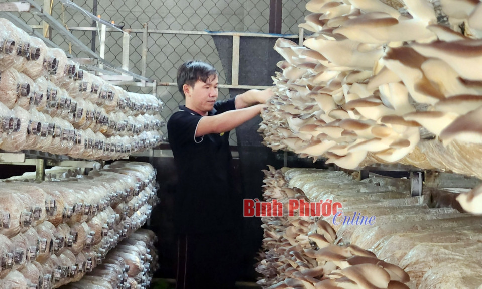 Bình Phước: Hướng đến nền nông nghiệp sạch, bền vững 
