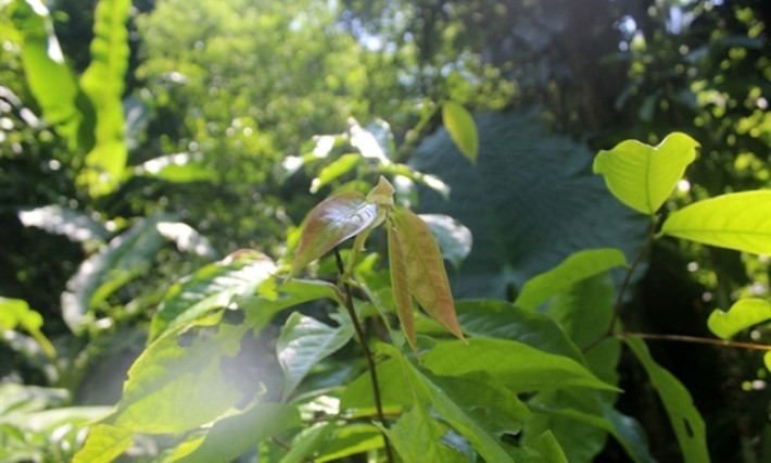 Pù Luông Nature Reserve develops three rare plant species