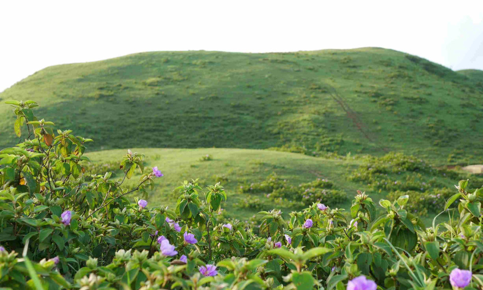 Thảo nguyên xanh bạt ngàn hoa cỏ ít người biết ở Bắc Kạn