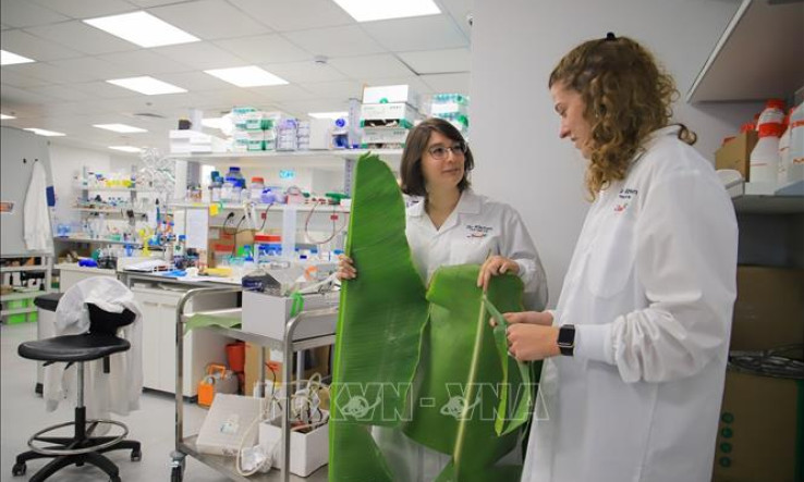Doanh nghiệp Israel sản xuất đạm từ lá chuối