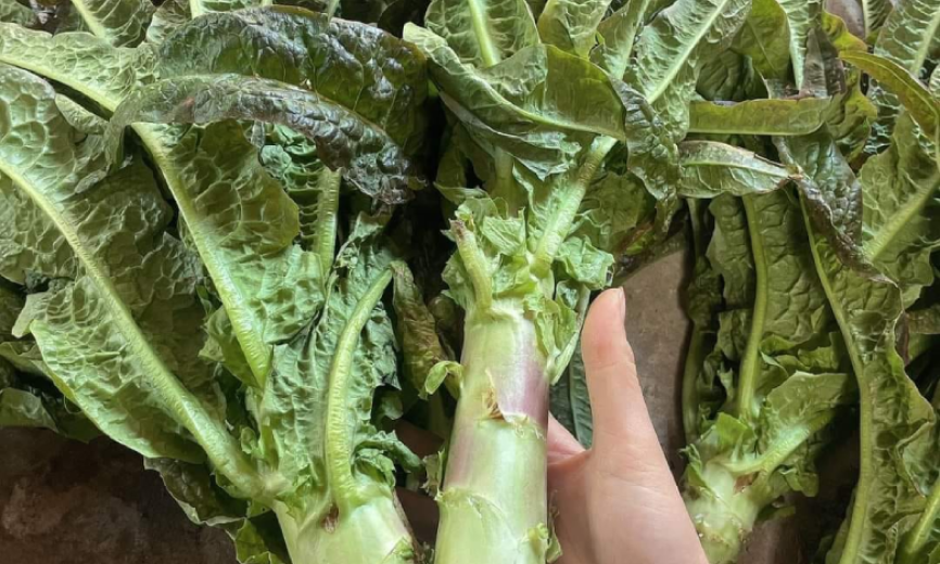 Loại rau dễ trồng giúp thải độc, ngừa ung thư