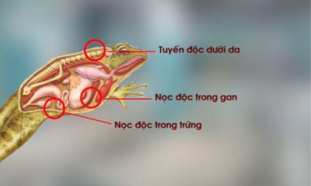Ngộ độc do ăn thịt cóc và khuyến cáo từ chuyên gia