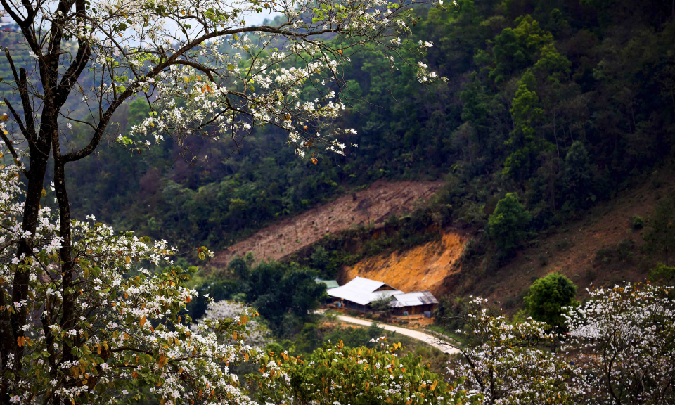 白色洋紫荆绽放越南奠边山林 