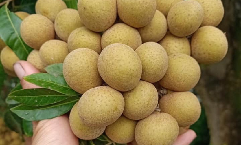 5 nhóm người nên hạn chế ăn loại quả đặc sản mùa hè