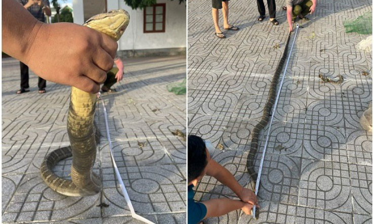 Khởi tố đối tượng mua bán 2 cá thể rắn hổ chúa