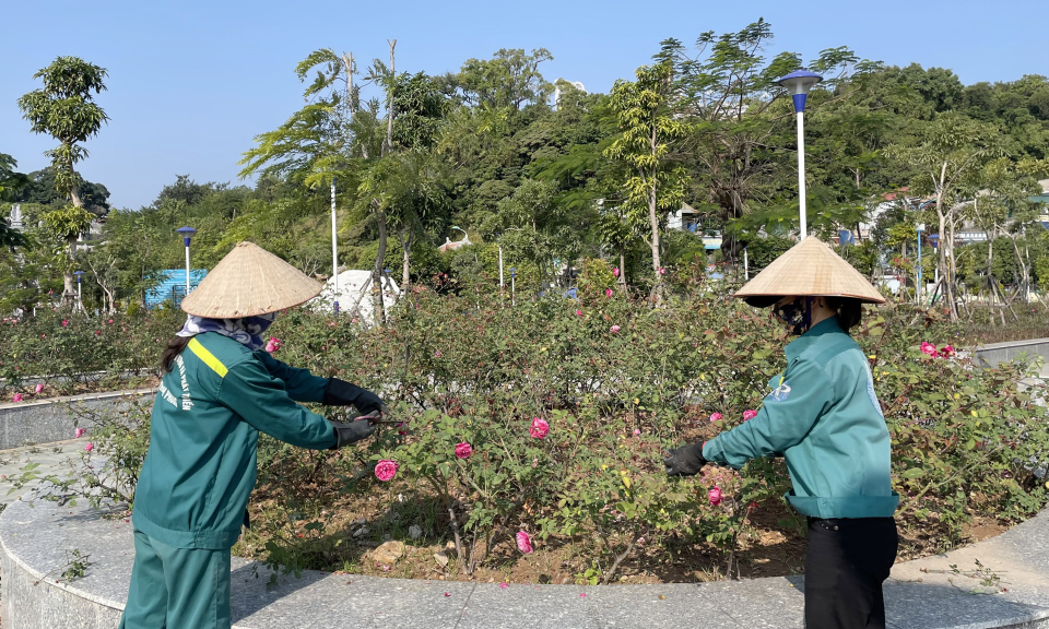 TP Cẩm Phả: Xây dựng thành phố triệu đóa hồng
