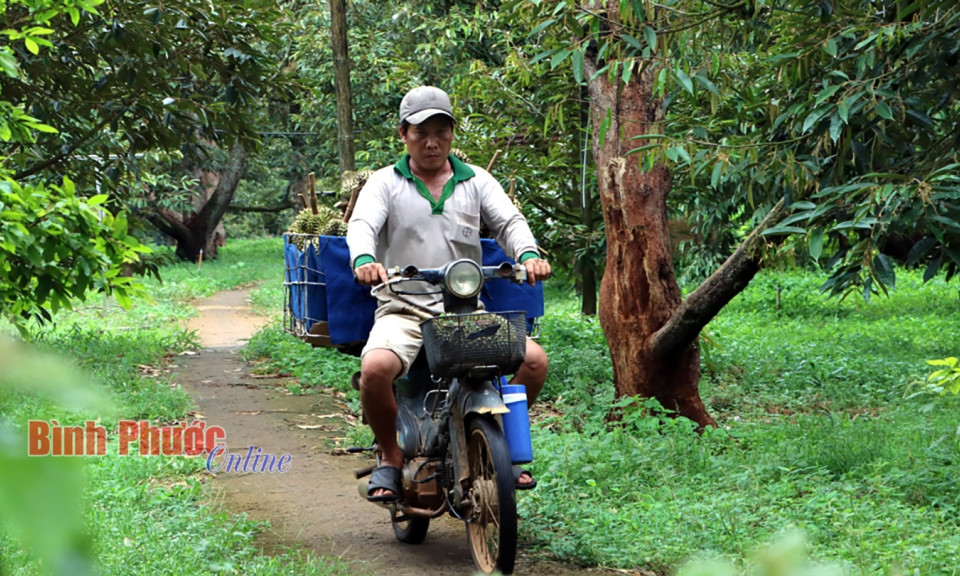 Bình Phước: Nông dân phấn khởi thu hoạch sầu riêng 
