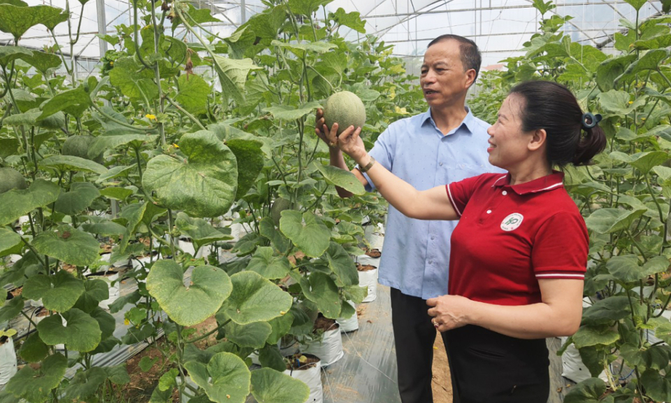 Thúc đẩy kinh tế tập thể phát triển bền vững