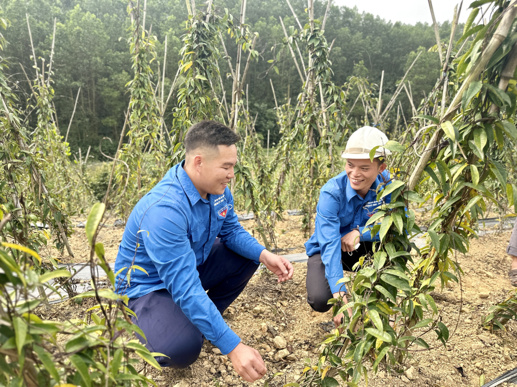 Mô hình trồng ba kích của đoàn viên thanh niên xã Nam Sơn. Ảnh: Chu Linh