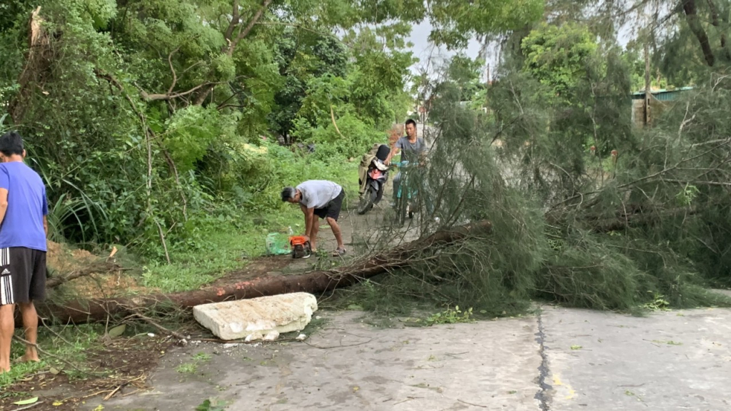 Xã Vĩnh Trung xử lý cây xanh bị gẫy đổ. do ảnh hường của cơn bão số 2 (PRAPIROON), tháng 7/2024.