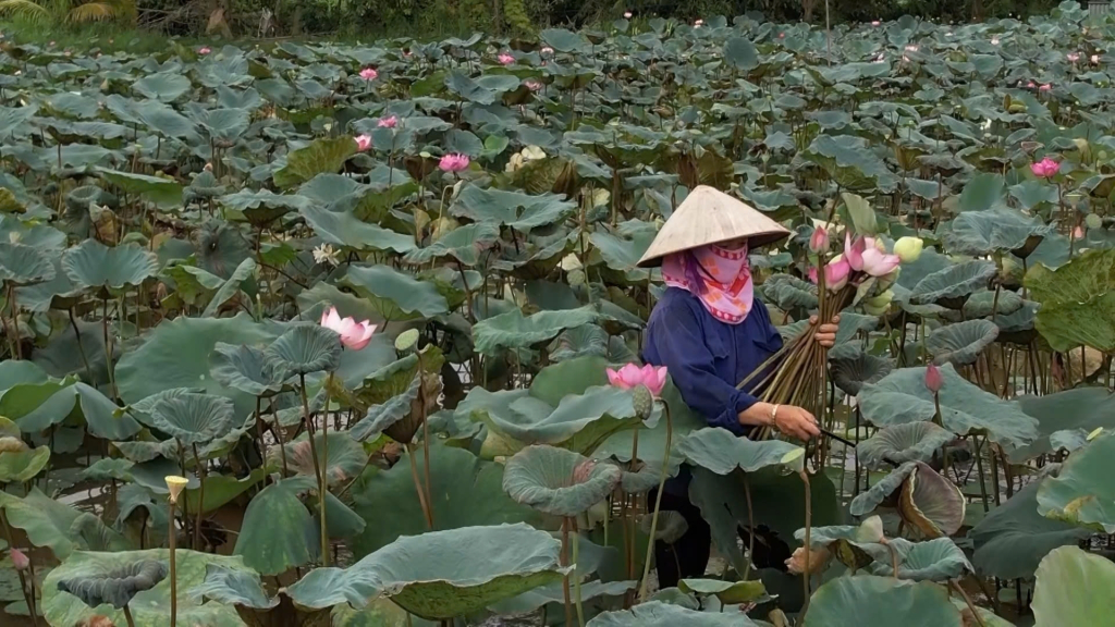 Xã viên HTX Thiên đường Thiên Mục Hoa phấn khởi với những đầm sen được phát triển trên đất ao đầm bỏ hoang trước đây.