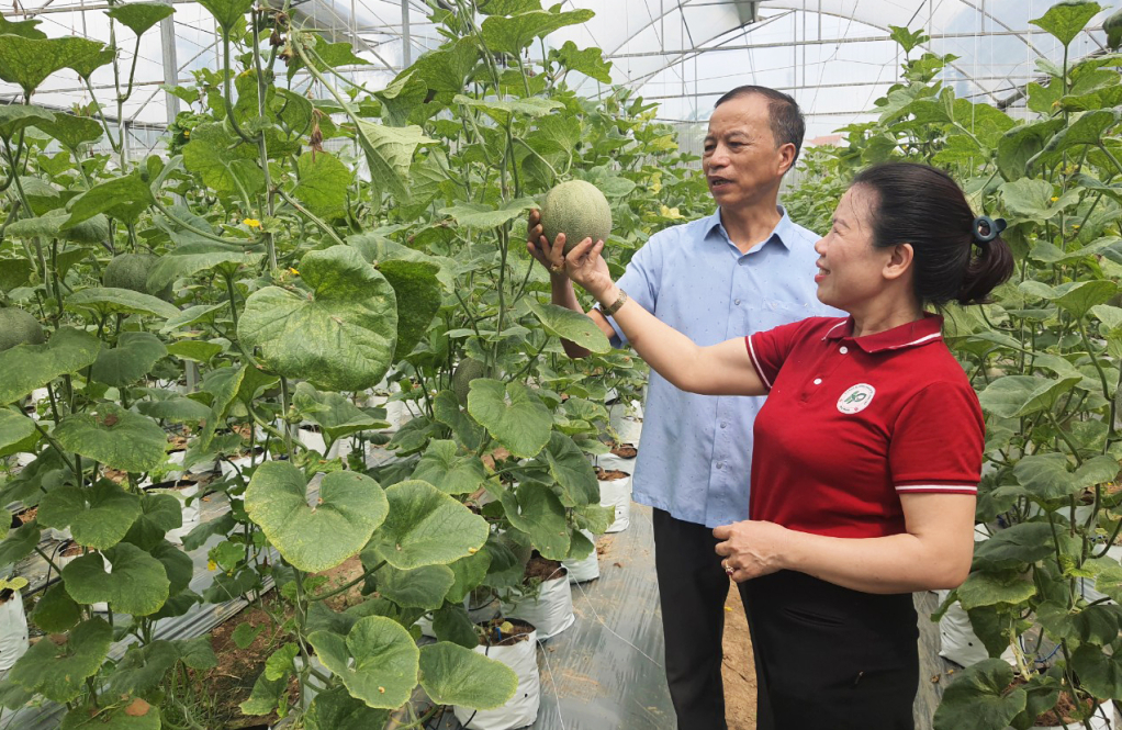 Sản xuất dưa trong nhà lưới tại HTX dịch vụ nông nghiệp chất lượng cao Hoa Phong. Ảnh Hoa Phong.