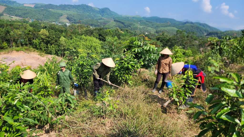 Mô hình trồng lim, dổi xen kẽ cây quế của gia đình anh Nịnh Văn Năm (xã Thanh Sơn, huyện Ba Chẽ).