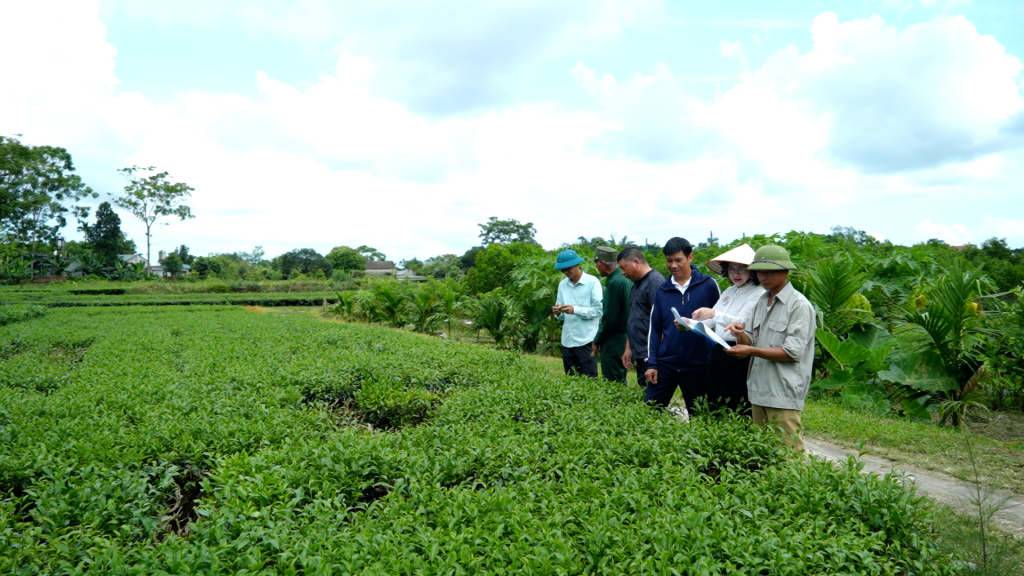 Chính quyền xã Quảng Thịnh (huyện Hải Hà) tích cực vận động nhân dân trồng chè theo quy trình VietGap