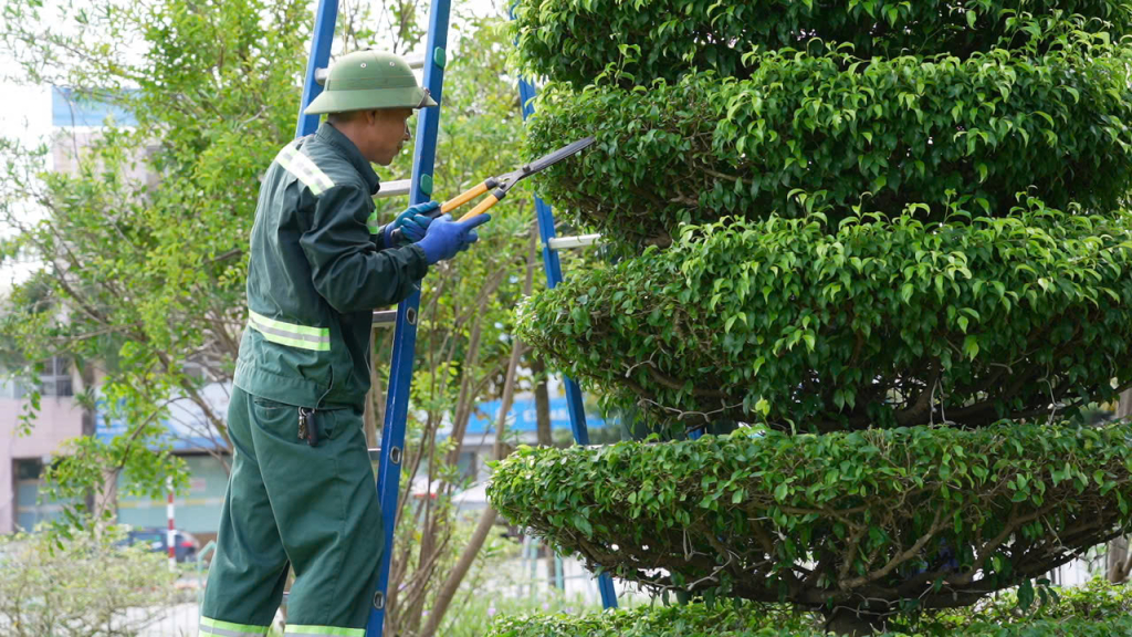 Công nhân Công ty CP Môi trường và Công trình đô thị TP Móng Cái chăm sóc cây xanh.