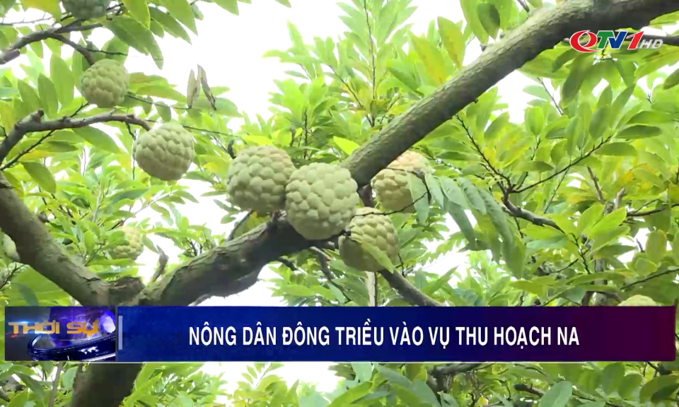 Nông dân Đông Triều vào vụ thu hoạch Na