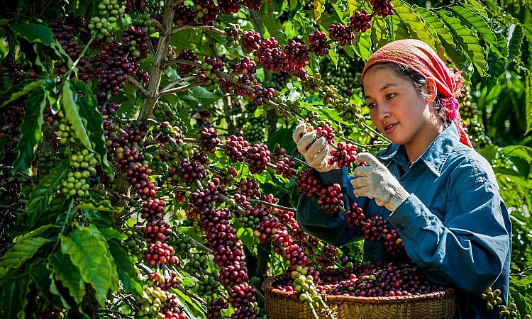 Xuất khẩu cà phê tăng vọt 30,9%