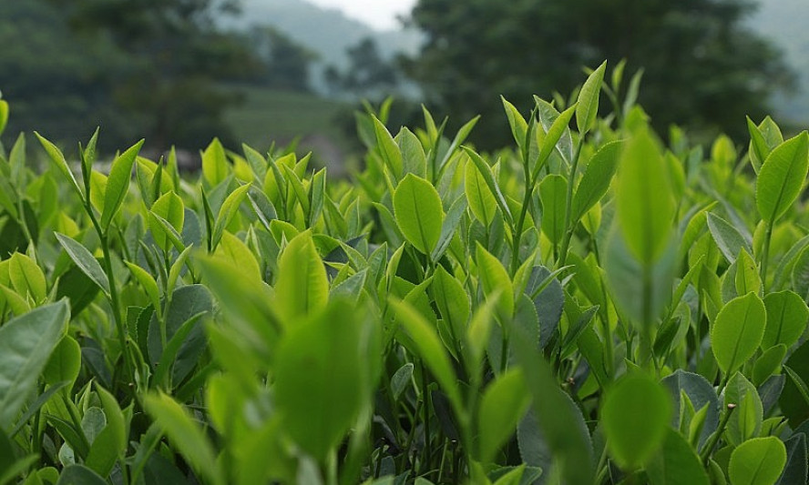 Việt Nam đang là thị trường xuất khẩu chè lớn thứ 8 thế giới