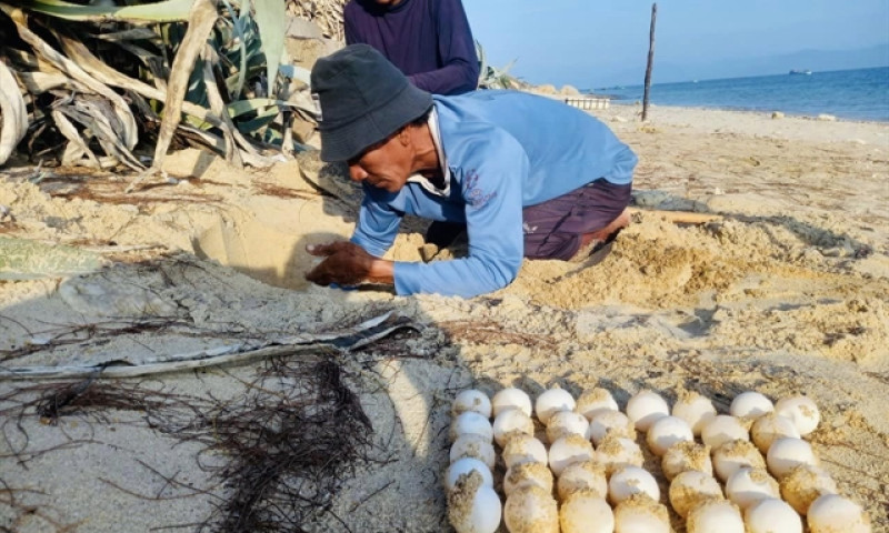 Sea turtles return to nest on Hòn Cau beach