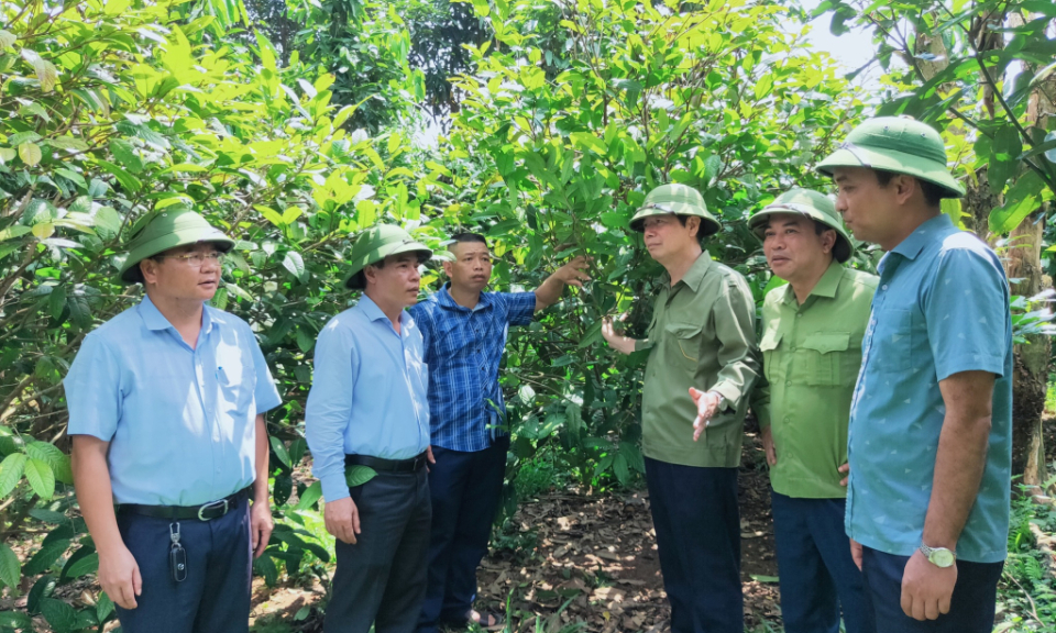 Phát triển rừng, tạo sinh kế cho đồng bào dân tộc thiểu số