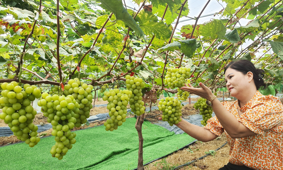 Đông Triều hướng tới nền sản xuất nông nghiệp đô thị